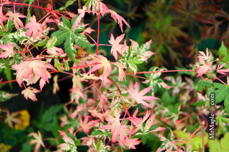 - Acer palmatum 'Verdant Pavillion' Pink Variegated Japanese Maple - Mr Maple │ Buy Japanese Maple Trees