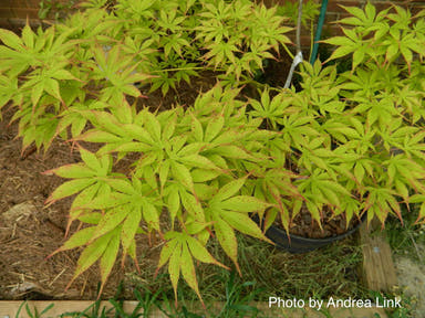 - Acer palmatum 'Verkade's Wintergold' Green Bark Japanese Maple - Mr Maple │ Buy Japanese Maple Trees