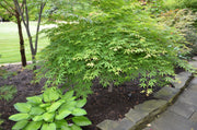 - Acer palmatum 'Verkade's Wintergold' Green Bark Japanese Maple - Mr Maple │ Buy Japanese Maple Trees