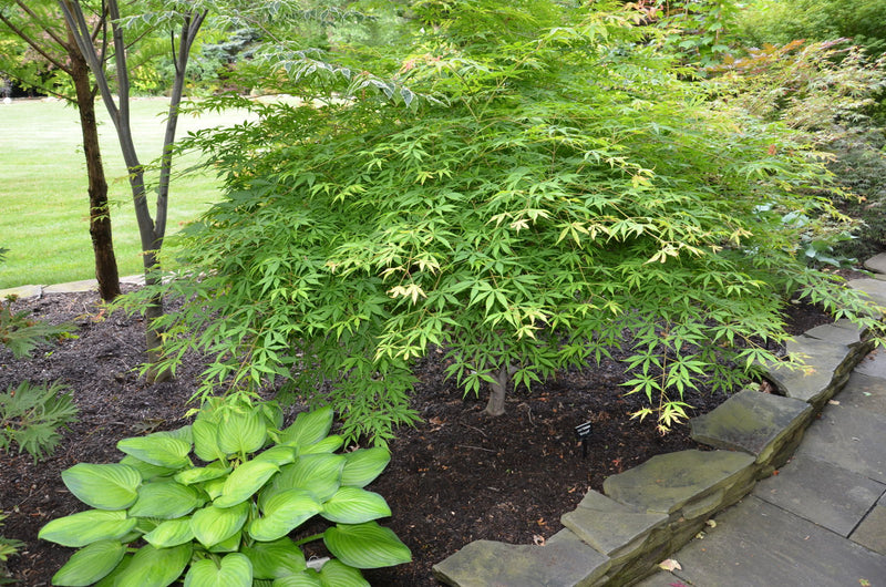 - Acer palmatum 'Verkade's Wintergold' Green Bark Japanese Maple - Mr Maple │ Buy Japanese Maple Trees