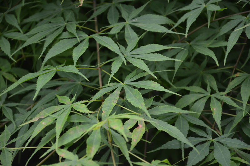 - Acer palmatum 'Verkade's Wintergold' Green Bark Japanese Maple - Mr Maple │ Buy Japanese Maple Trees