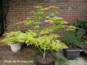 - Acer palmatum 'Verkade's Wintergold' Green Bark Japanese Maple - Mr Maple │ Buy Japanese Maple Trees