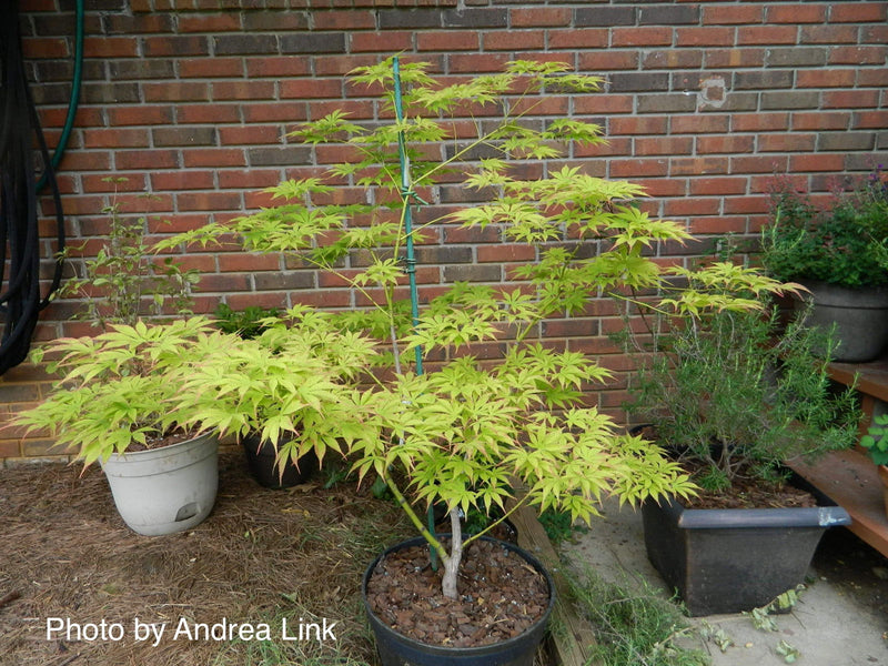 - Acer palmatum 'Verkade's Wintergold' Green Bark Japanese Maple - Mr Maple │ Buy Japanese Maple Trees