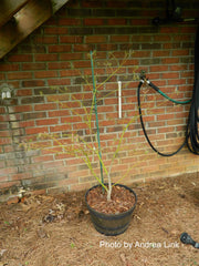 - Acer palmatum 'Verkade's Wintergold' Green Bark Japanese Maple - Mr Maple │ Buy Japanese Maple Trees