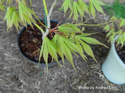 - Acer palmatum 'Verkade's Wintergold' Green Bark Japanese Maple - Mr Maple │ Buy Japanese Maple Trees