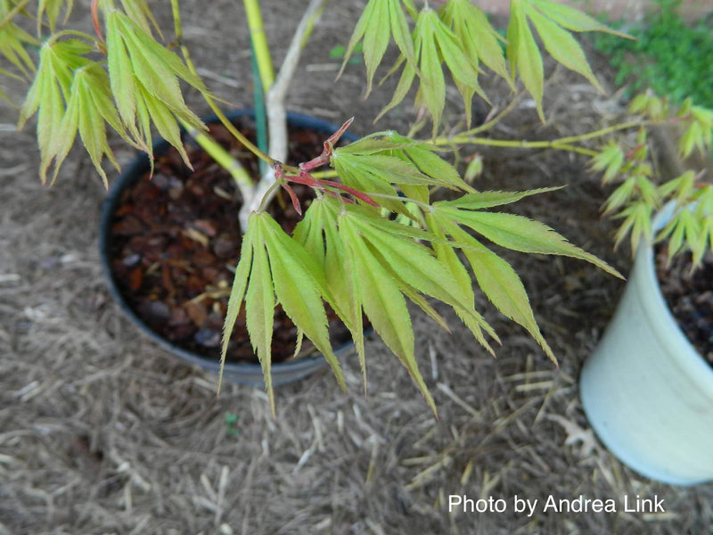 - Acer palmatum 'Verkade's Wintergold' Green Bark Japanese Maple - Mr Maple │ Buy Japanese Maple Trees