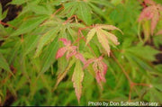 - Acer palmatum 'Verkade's Wintergold' Green Bark Japanese Maple - Mr Maple │ Buy Japanese Maple Trees