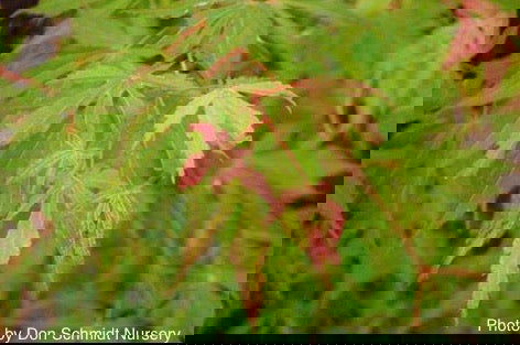 - Acer palmatum 'Verkade's Wintergold' Green Bark Japanese Maple - Mr Maple │ Buy Japanese Maple Trees