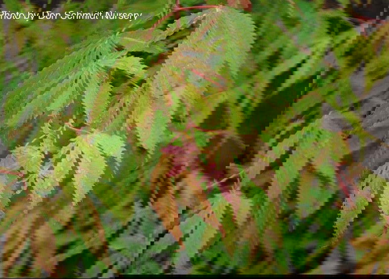 Buy Acer palmatum 'Verkade's Wintergold' Green Bark Japanese Maple