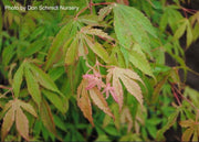 - Acer palmatum 'Verkade's Wintergold' Green Bark Japanese Maple - Mr Maple │ Buy Japanese Maple Trees