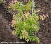 - Acer palmatum 'Verkade's Wintergold' Green Bark Japanese Maple - Mr Maple │ Buy Japanese Maple Trees