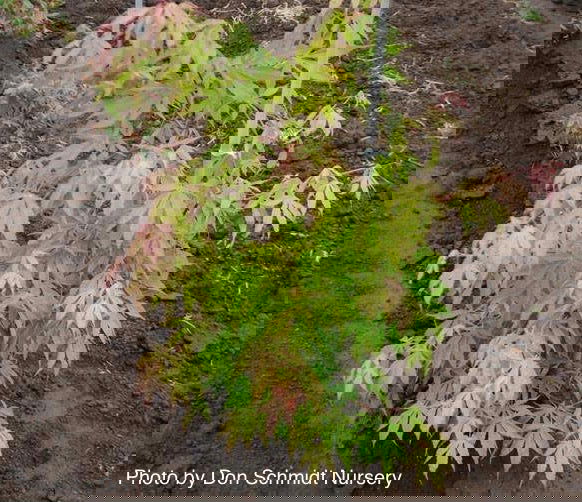 - Acer palmatum 'Verkade's Wintergold' Green Bark Japanese Maple - Mr Maple │ Buy Japanese Maple Trees