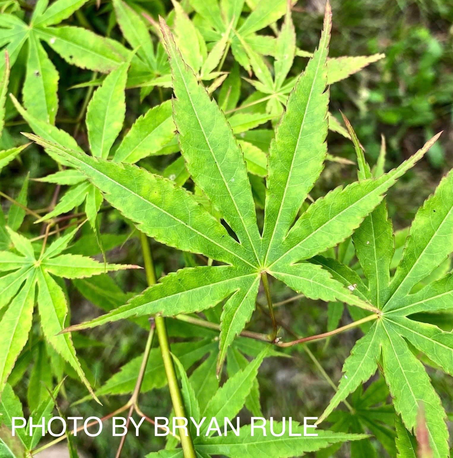 Buy Acer palmatum 'Verkade's Wintergold' Green Bark Japanese Maple