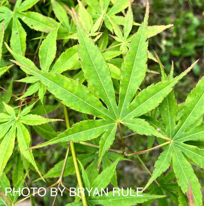 - Acer palmatum 'Verkade's Wintergold' Green Bark Japanese Maple - Mr Maple │ Buy Japanese Maple Trees