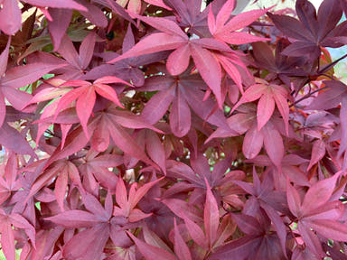 - Acer palmatum 'Verna Jean' Japanese Maple - Mr Maple │ Buy Japanese Maple Trees