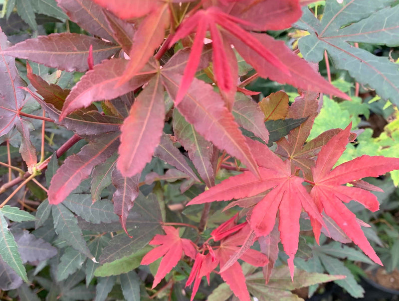 - Acer palmatum 'Verna Jean' Japanese Maple - Mr Maple │ Buy Japanese Maple Trees