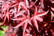 - Acer palmatum 'Verna Jean' Japanese Maple - Mr Maple │ Buy Japanese Maple Trees