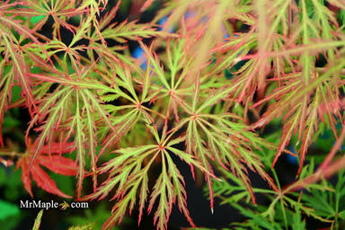 - Acer palmatum 'Vertree's Collection' Japanese Maple - Mr Maple │ Buy Japanese Maple Trees