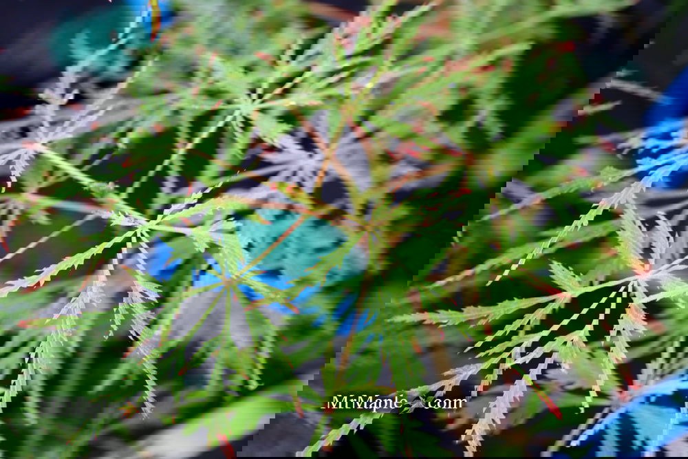 Buy Acer palmatum dissectum 'Vertree's Collection' Japanese Maple