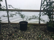 - Acer palmatum 'Vertree's Collection' Japanese Maple - Mr Maple │ Buy Japanese Maple Trees