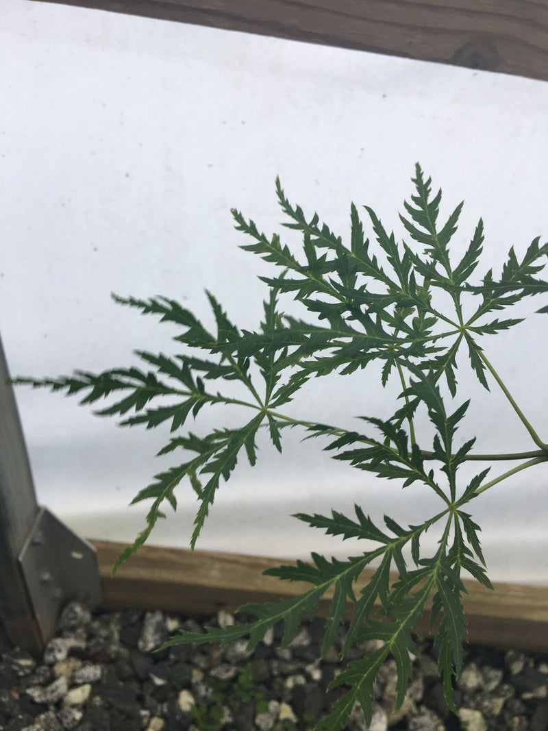 - Acer palmatum 'Vertree's Collection' Japanese Maple - Mr Maple │ Buy Japanese Maple Trees