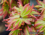 - Acer palmatum 'Vic's Broom' Dwarf Japanese Maple - Mr Maple │ Buy Japanese Maple Trees