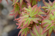- Acer palmatum 'Vic's Broom' Dwarf Japanese Maple - Mr Maple │ Buy Japanese Maple Trees