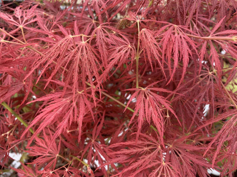 - Acer palmatum 'Victoria’s Red Sensation' Weeping Japanese Maple - Mr Maple │ Buy Japanese Maple Trees