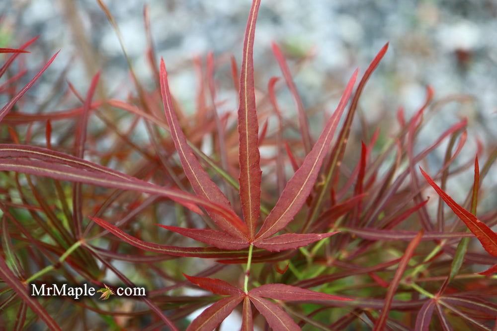 その他 MuraTan Buy Acer palmatum 'Villa Taranto' Japanese Maple — Mr Maple │ Buy