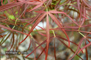 - Acer palmatum 'Villa Taranto' Japanese Maple - Mr Maple │ Buy Japanese Maple Trees