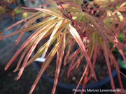 - Acer palmatum 'Villa Taranto' Japanese Maple - Mr Maple │ Buy Japanese Maple Trees