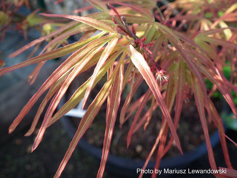 - Acer palmatum 'Villa Taranto' Japanese Maple - Mr Maple │ Buy Japanese Maple Trees