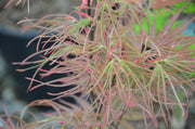 - Acer palmatum 'Villa Taranto' Japanese Maple - Mr Maple │ Buy Japanese Maple Trees