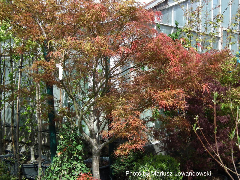 - Acer palmatum 'Villa Taranto' Japanese Maple - Mr Maple │ Buy Japanese Maple Trees