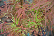 - Acer palmatum 'Villa Taranto' Japanese Maple - Mr Maple │ Buy Japanese Maple Trees