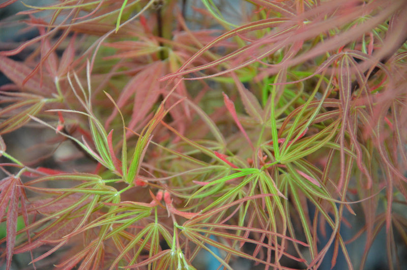 - Acer palmatum 'Villa Taranto' Japanese Maple - Mr Maple │ Buy Japanese Maple Trees