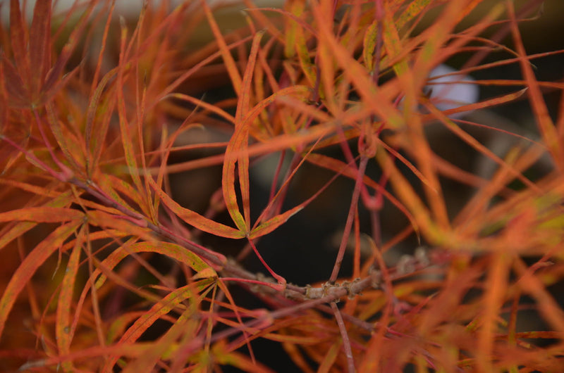 - Acer palmatum 'Villa Taranto' Japanese Maple - Mr Maple │ Buy Japanese Maple Trees