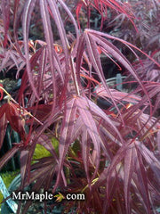 - Acer palmatum 'Villa Taranto' Japanese Maple - Mr Maple │ Buy Japanese Maple Trees