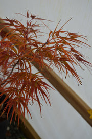 - Acer palmatum 'Villa Taranto' Japanese Maple - Mr Maple │ Buy Japanese Maple Trees