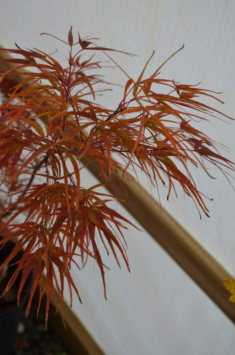 - Acer palmatum 'Villa Taranto' Japanese Maple - Mr Maple │ Buy Japanese Maple Trees