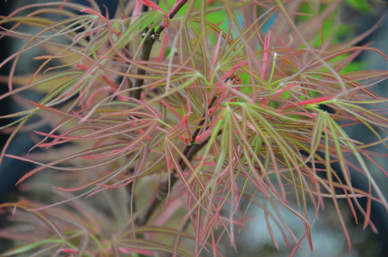 - Acer palmatum 'Villa Taranto' Japanese Maple - Mr Maple │ Buy Japanese Maple Trees