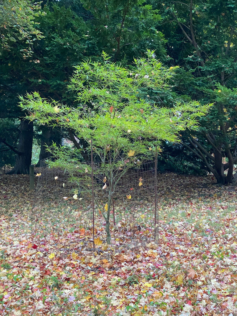 - Acer palmatum 'Villa Taranto' Japanese Maple - Mr Maple │ Buy Japanese Maple Trees