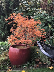 - Acer palmatum 'Villa Taranto' Japanese Maple - Mr Maple │ Buy Japanese Maple Trees