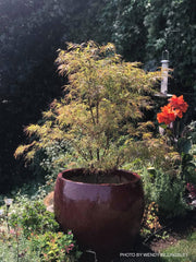 - Acer palmatum 'Villa Taranto' Japanese Maple - Mr Maple │ Buy Japanese Maple Trees