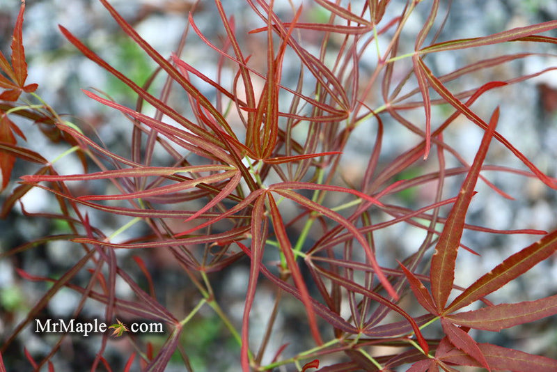 - Acer palmatum 'Villa Taranto' Japanese Maple - Mr Maple │ Buy Japanese Maple Trees