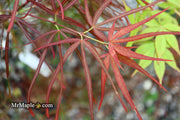 - Acer palmatum 'Villa Taranto' Japanese Maple - Mr Maple │ Buy Japanese Maple Trees
