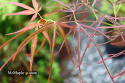 - Acer palmatum 'Villa Taranto' Japanese Maple - Mr Maple │ Buy Japanese Maple Trees