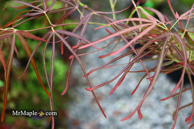 - Acer palmatum 'Villa Taranto' Japanese Maple - Mr Maple │ Buy Japanese Maple Trees