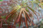 - Acer palmatum 'Villa Taranto' Japanese Maple - Mr Maple │ Buy Japanese Maple Trees