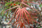 - Acer palmatum 'Villa Taranto' Japanese Maple - Mr Maple │ Buy Japanese Maple Trees